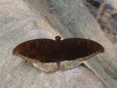 Tanaecia