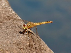 Crocothemis servilia