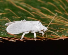 Coniopteryx