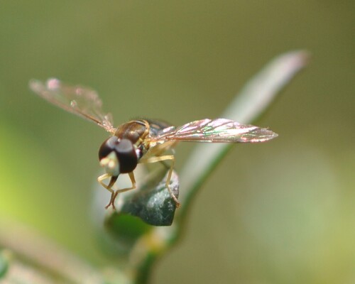 Unknown species found near Encinitas, CA, USA