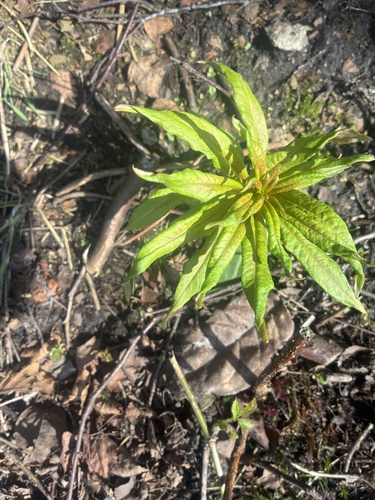 Chamaenerion angustifolium