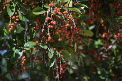 Citharexylum montevidense