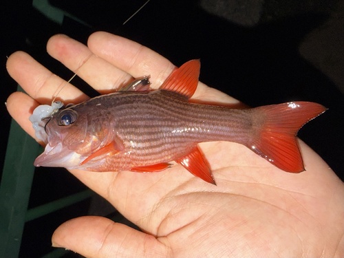 Lepidamia kalosoma observed 2026-03-19