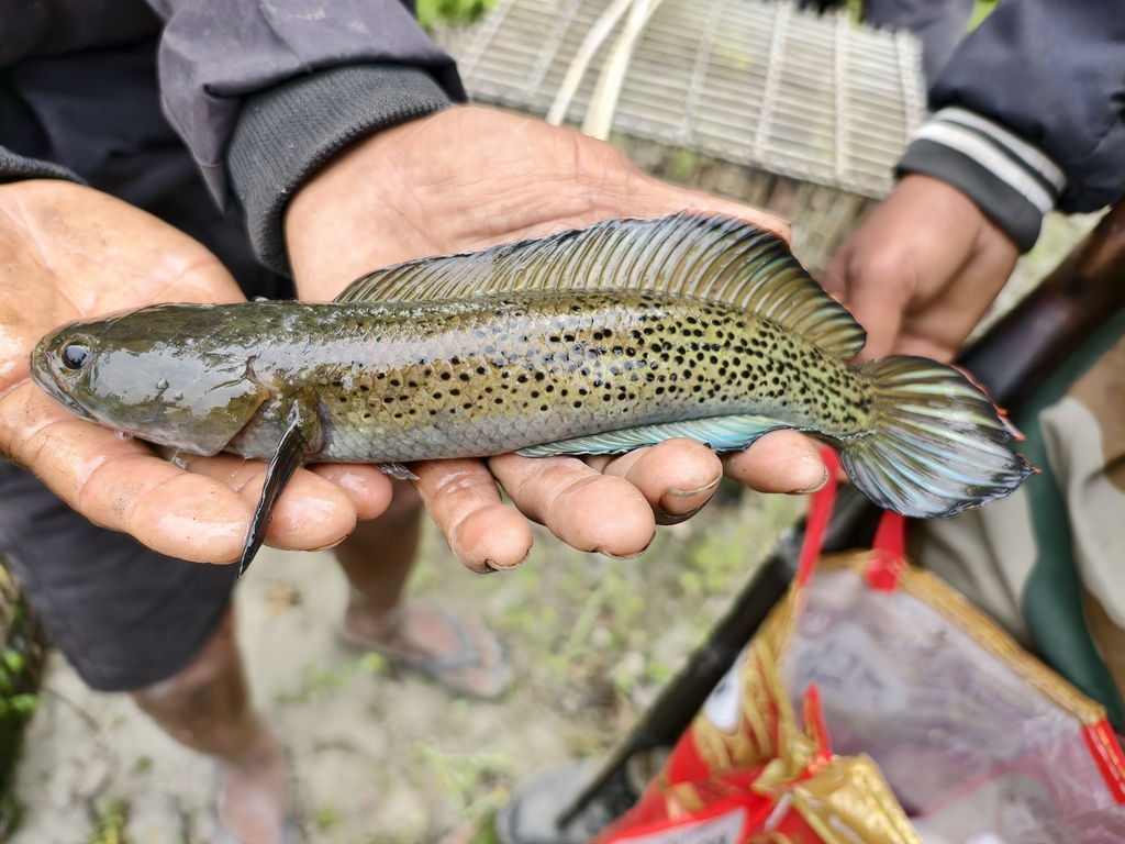 Assamese snakehead (Channa stewartii) — Channidae