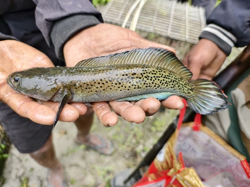 Assamese snakehead (Channa stewartii) — Channidae