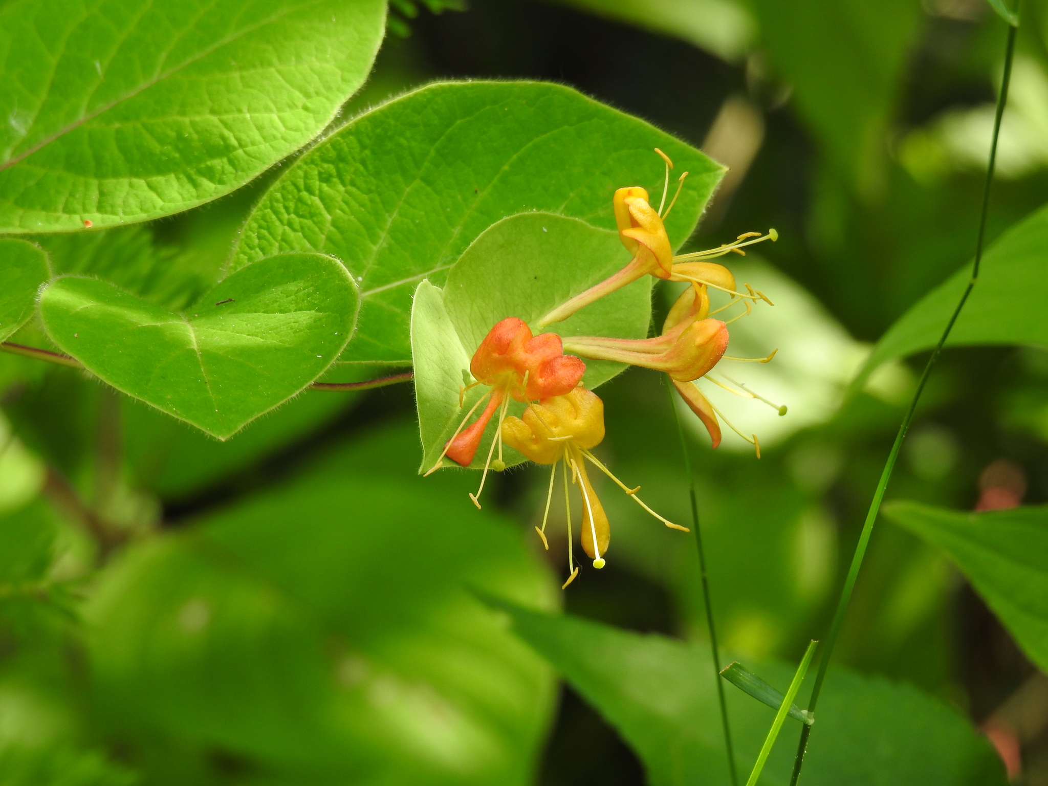 Lonicera hirsuta