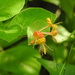 Hairy Honeysuckle - Photo (c) nsferguson, some rights reserved (CC BY-NC), uploaded by nsferguson