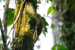 Xiphorhynchus elegans