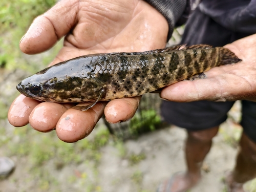 Spotted snakehead (Channa punctata) — Channidae — 2