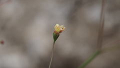 Eriogonum thomasii