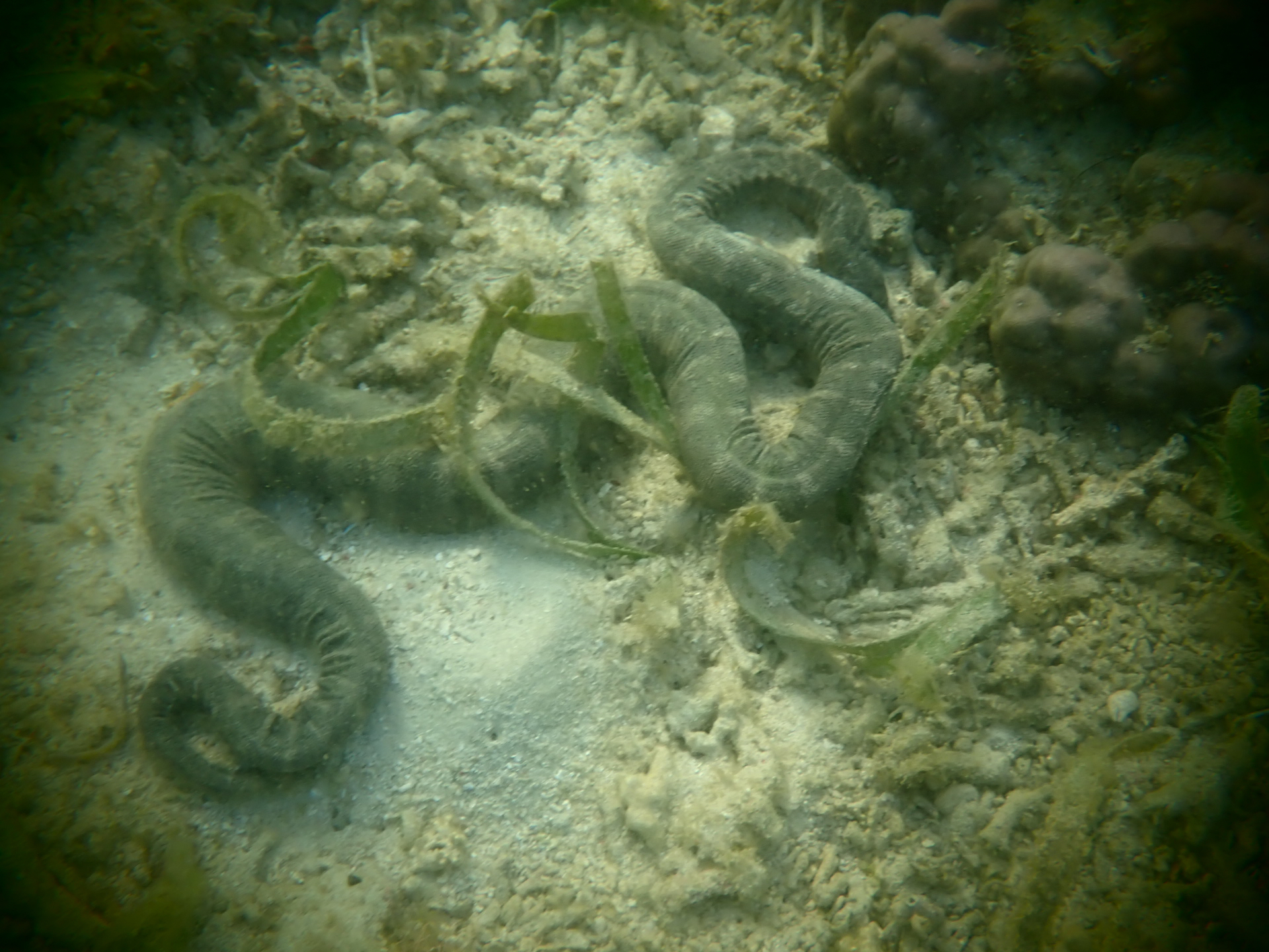 Acrochordus granulatus (Schneider, 1799)