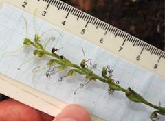 Peristylus tentaculatus