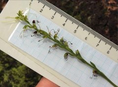 Peristylus tentaculatus