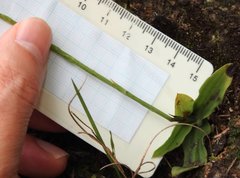 Peristylus tentaculatus