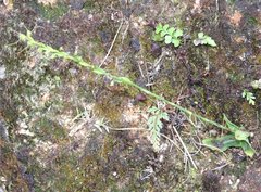 Peristylus tentaculatus