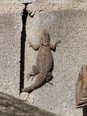 Sceloporus cyanogenys