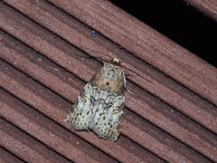 Bryophilina mollicula
