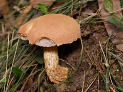 Austroboletus lacunosus