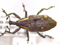 Lepyrus oregonus