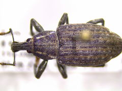 Lepyrus palustris