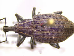Lepyrus palustris