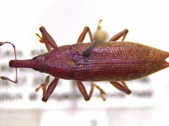 Lixus rubellus