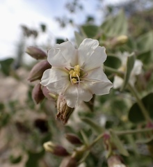 Mirabilis oligantha
