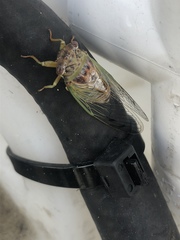 Diceroprocta olympusa