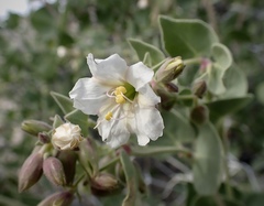 Mirabilis oligantha