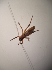 Nastonotus foreli