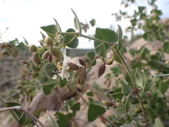 Mirabilis oligantha