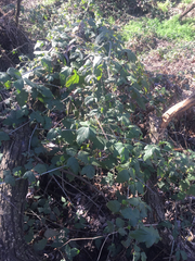 Rubus ursinus macropetalus