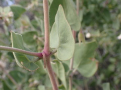 Mirabilis oligantha