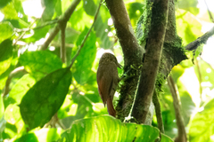 Xiphorhynchus ocellatus