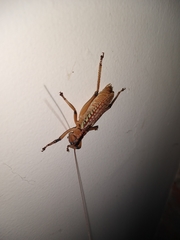 Nastonotus foreli