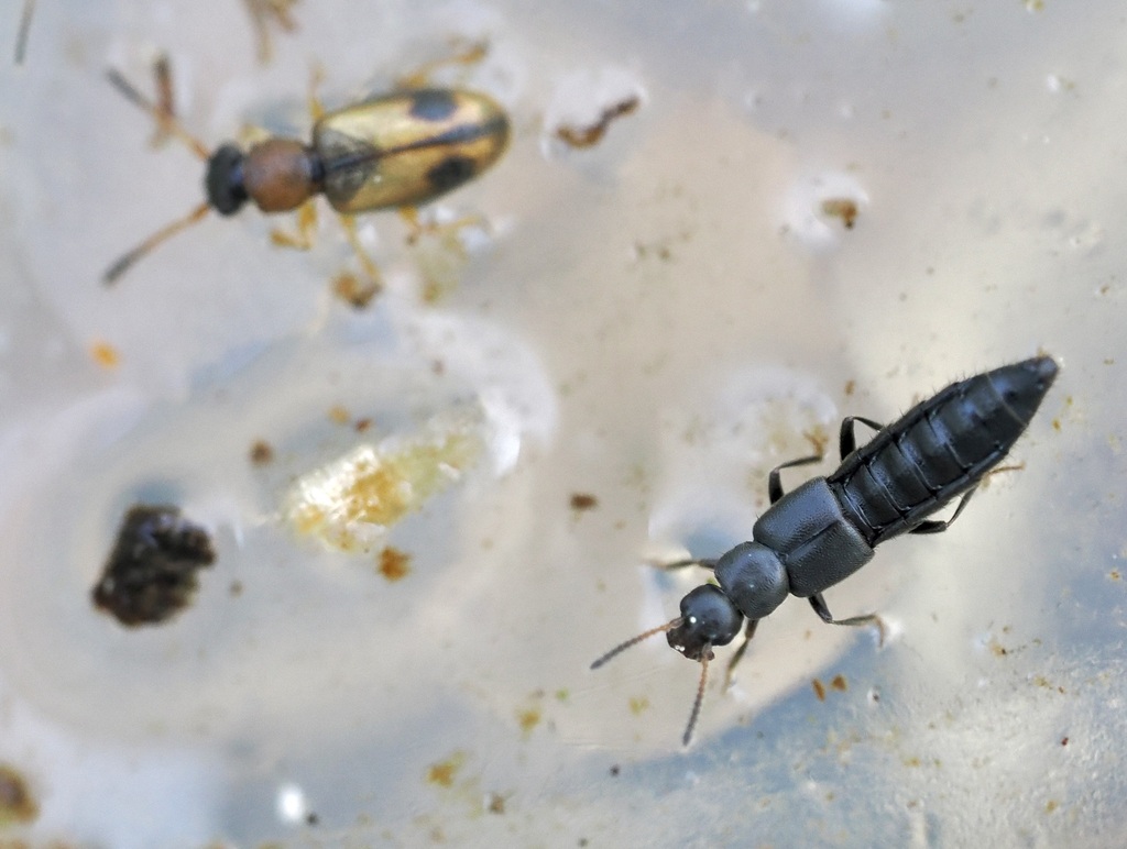 Alianta incana from Gelrode, 3200 Aarschot, Belgique on March 19, 2026 ...