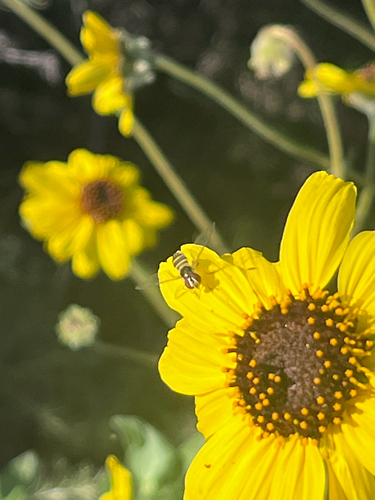 Unknown species found near San Diego, CA, US