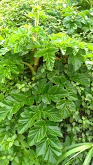 Angelica hirsutiflora