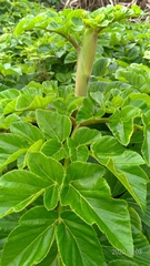 Angelica hirsutiflora