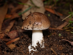Amanita marmorata