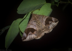 Bastilla solomonensis