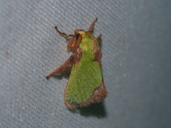 Parasa shirakii