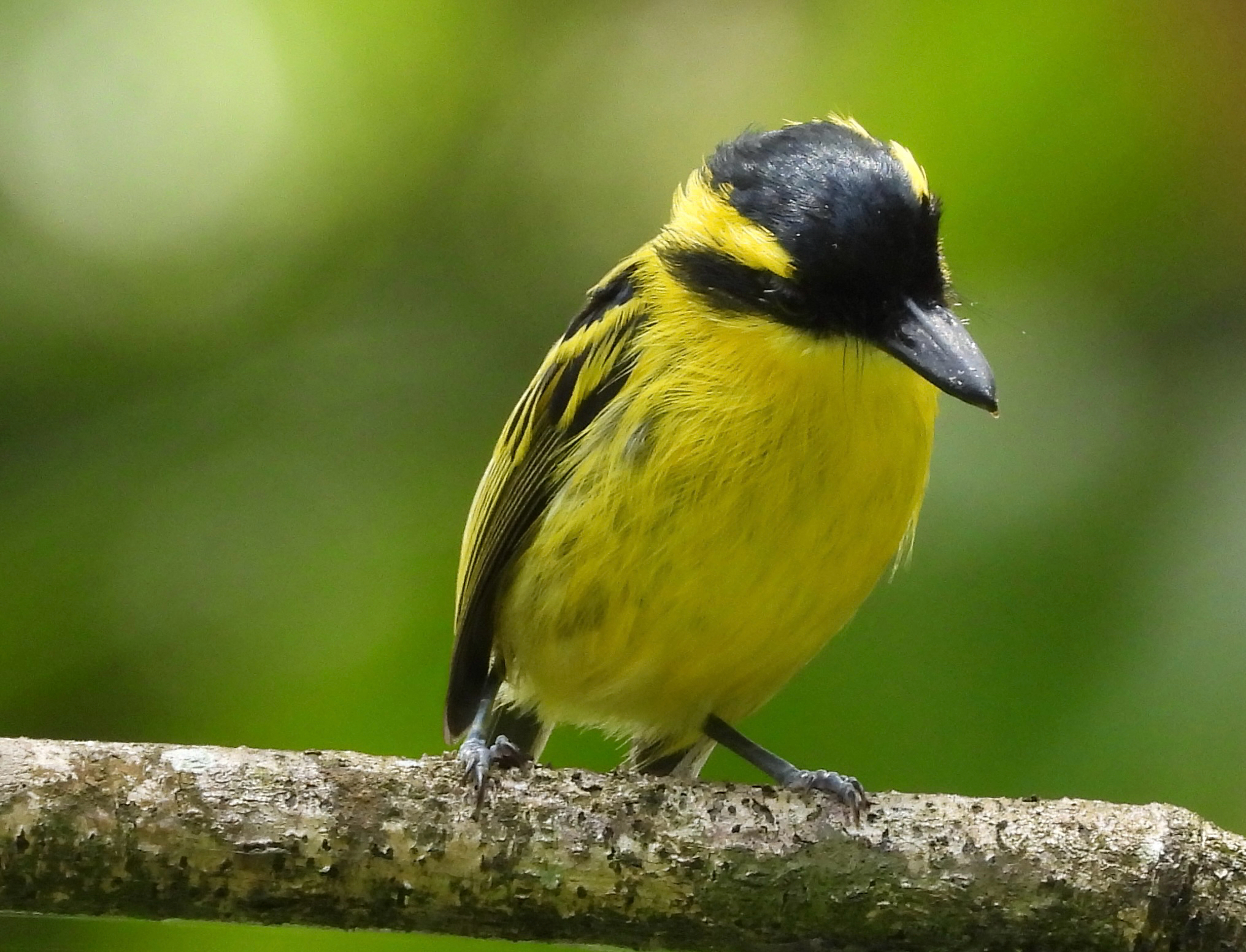 Yellow-browed Tody-Flycatcher (Todirostrum chrysocrotaphum), photo 1