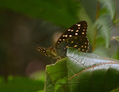 Lexias canescens pardalina