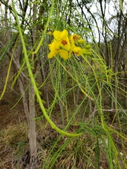 Parkinsonia aculeata