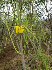 Parkinsonia aculeata