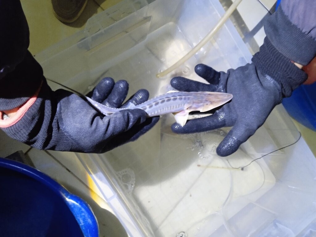 Amu Darya shovelnose sturgeon (Pseudoscaphirhynchus kaufmanni) — Acipenseridae