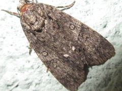Acronicta rumicis