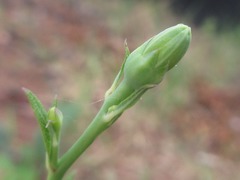 Platycodon grandiflorus