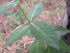 Platycodon grandiflorus